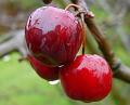 2009-0209-CrabApple_1350_5,1C
